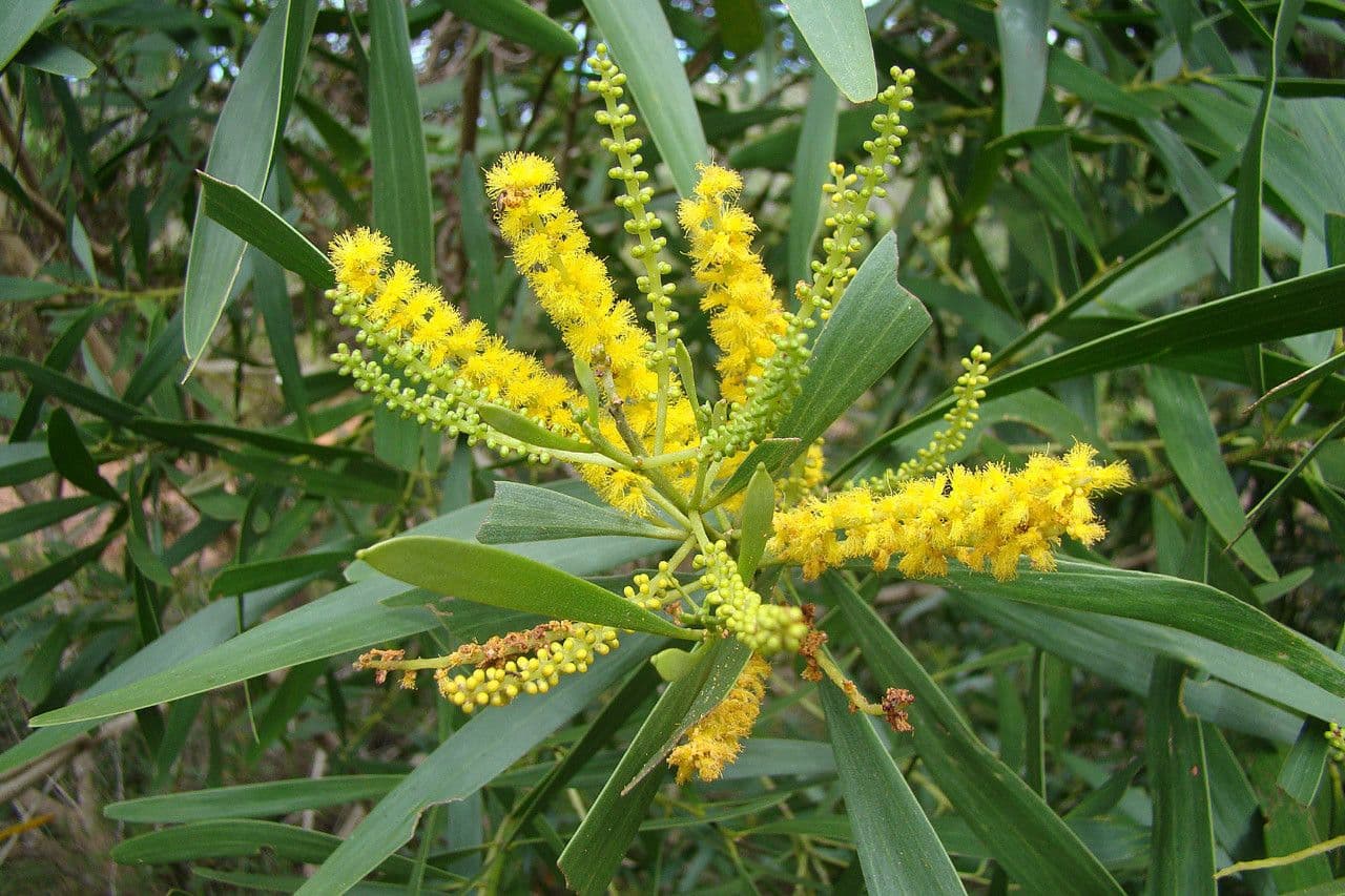 Acacia 6