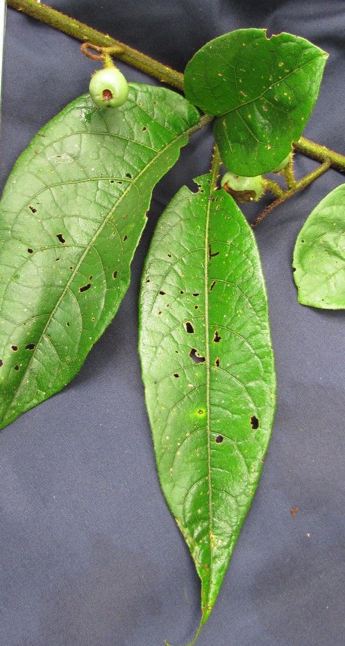 Solanum 7