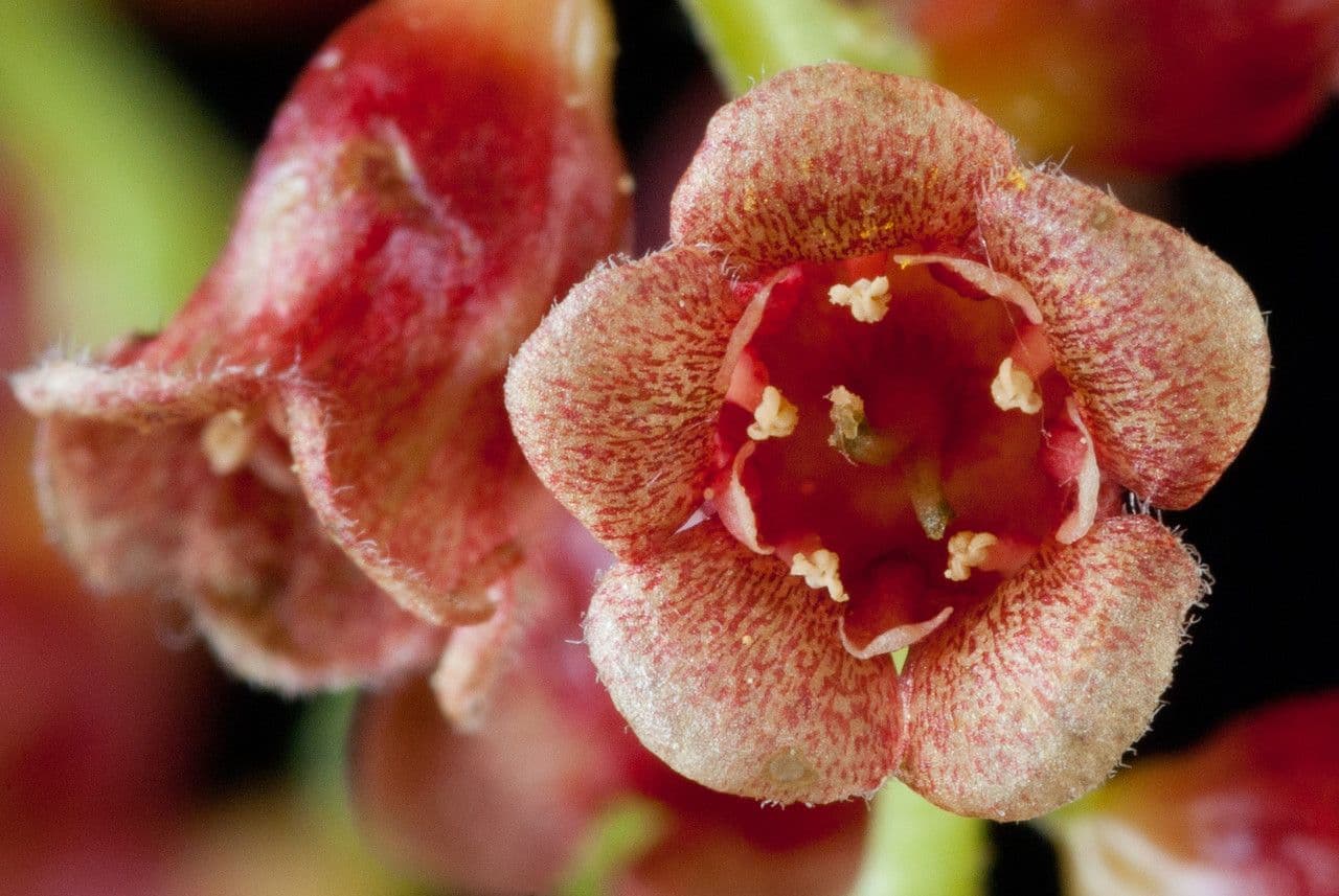 Ribes petraeum 9