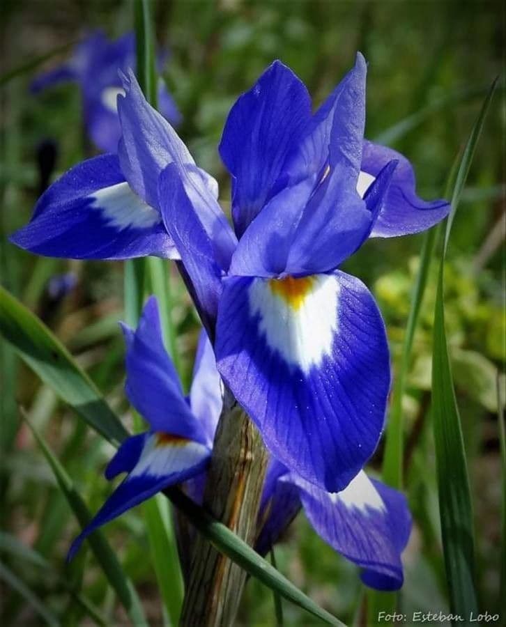 Moraea 5