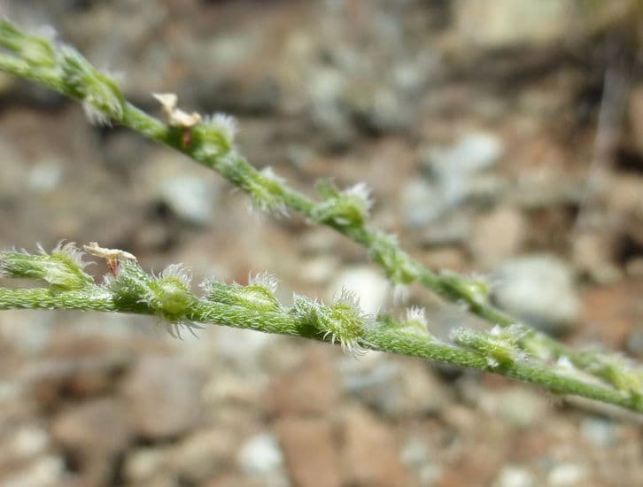 Cryptantha wiotka 4