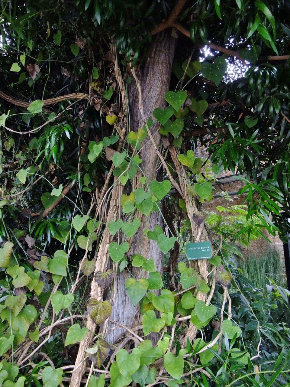 Aristolochia 13