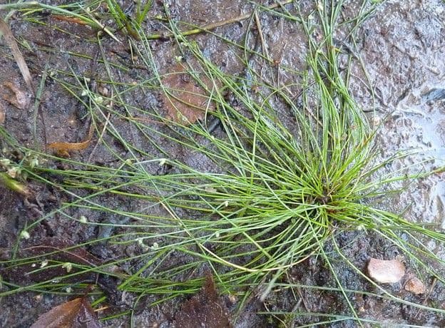 Schoenoplectus setaceus 12