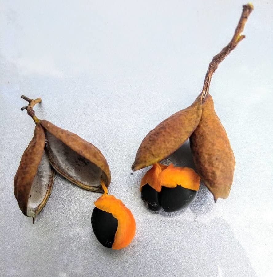 Copaiba de Langsdorff 14