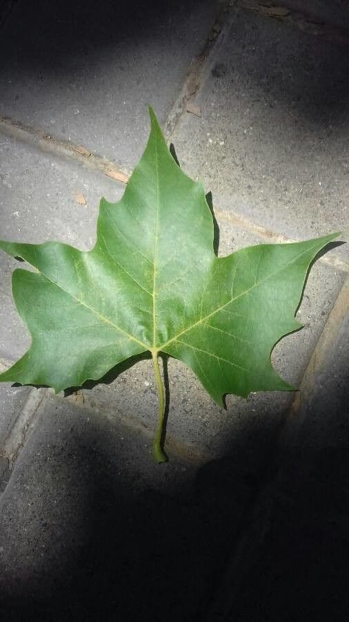 Platano occidentale 19