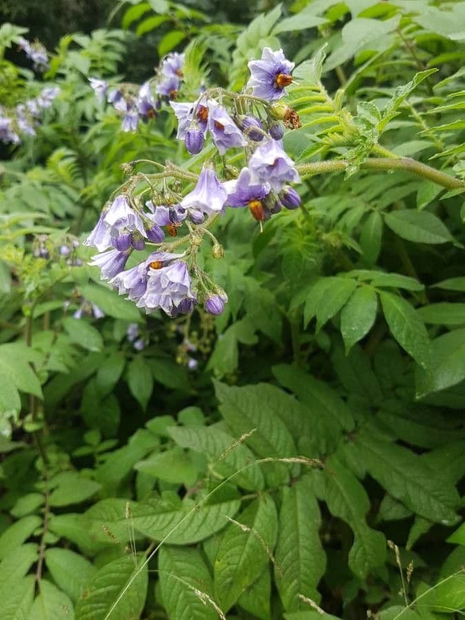 Solanum 13