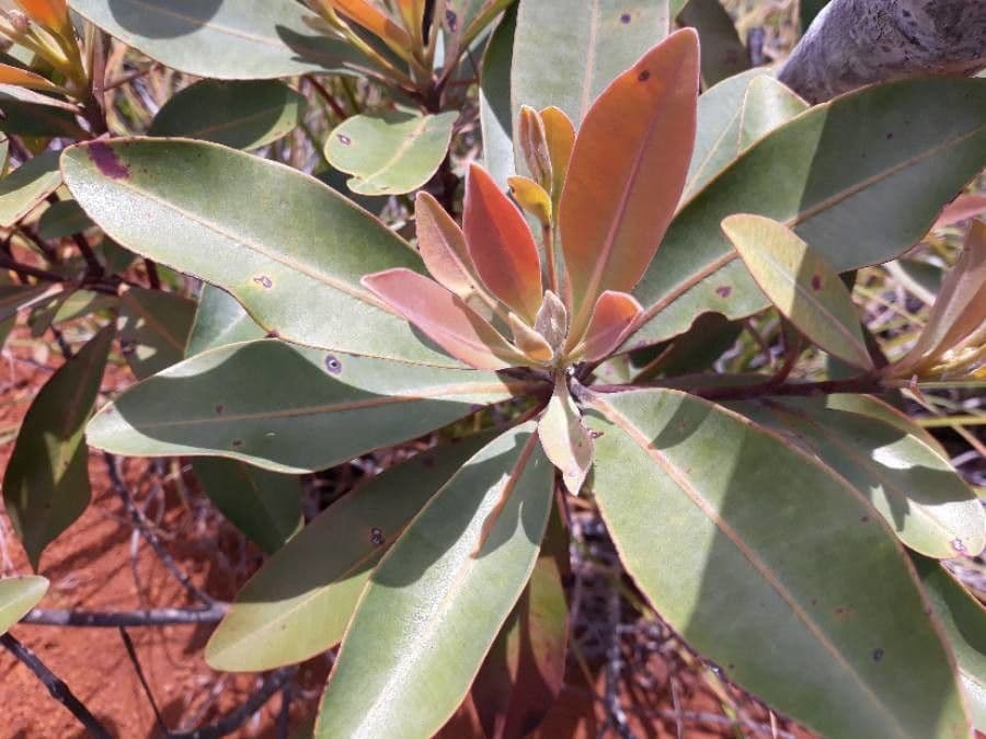Tristaniopsis 6