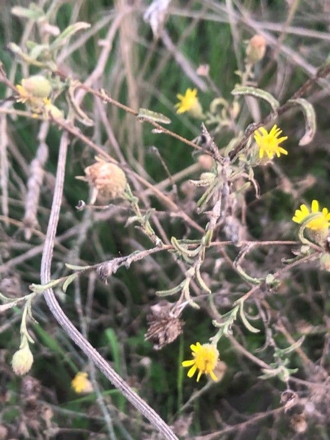 Pulicaria 15