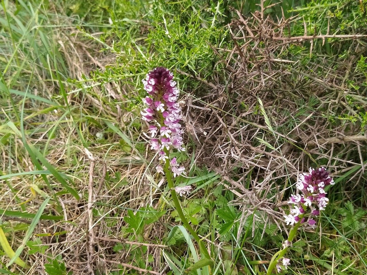 Orchide bruciacchiata 21