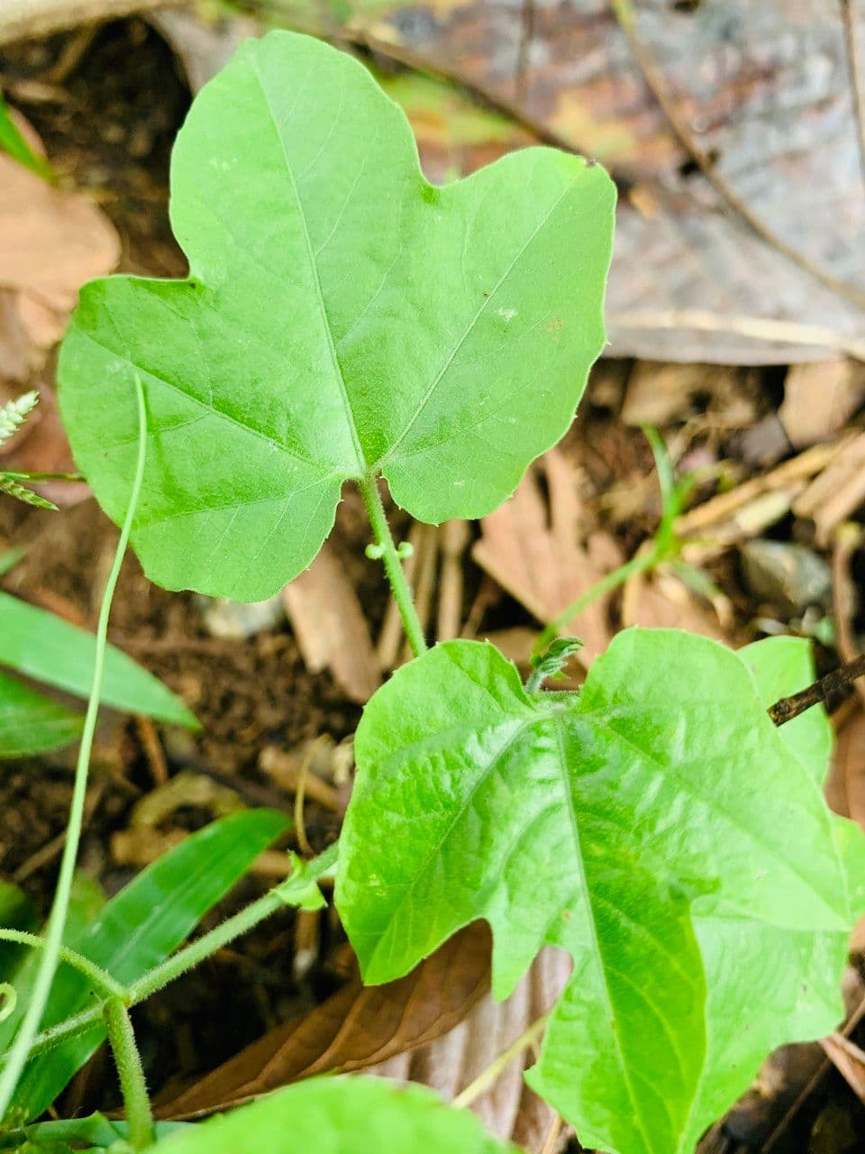 Passiflora 12