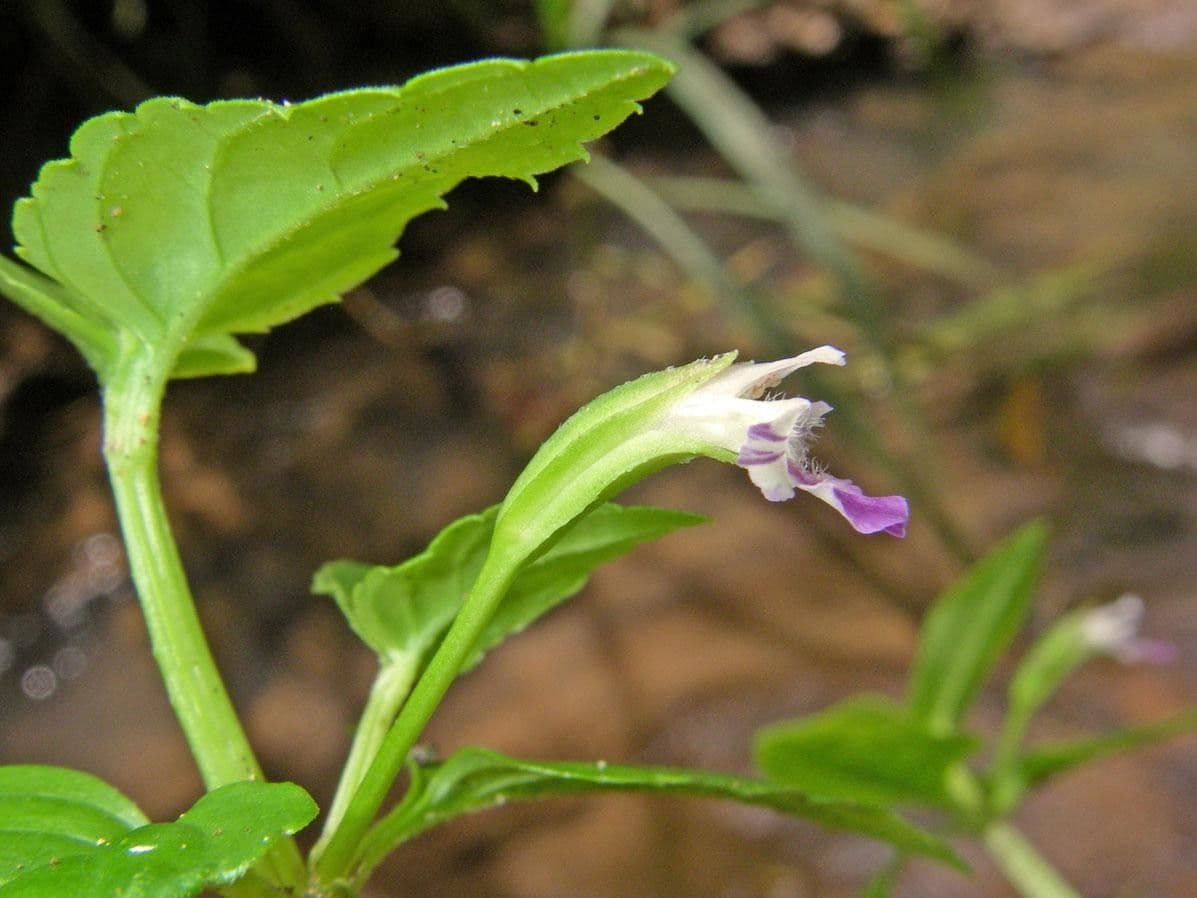 Torenia 4