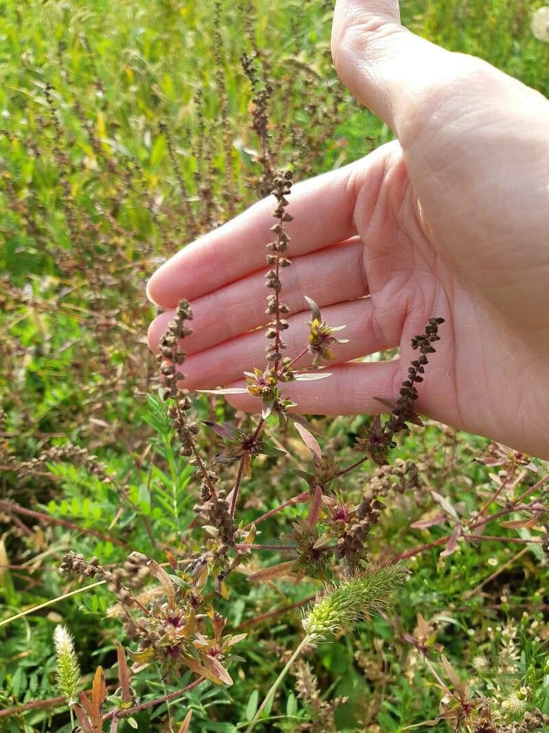 Ambrózia palinolistá 3