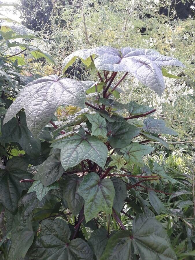 Moschus-Eibisch 11