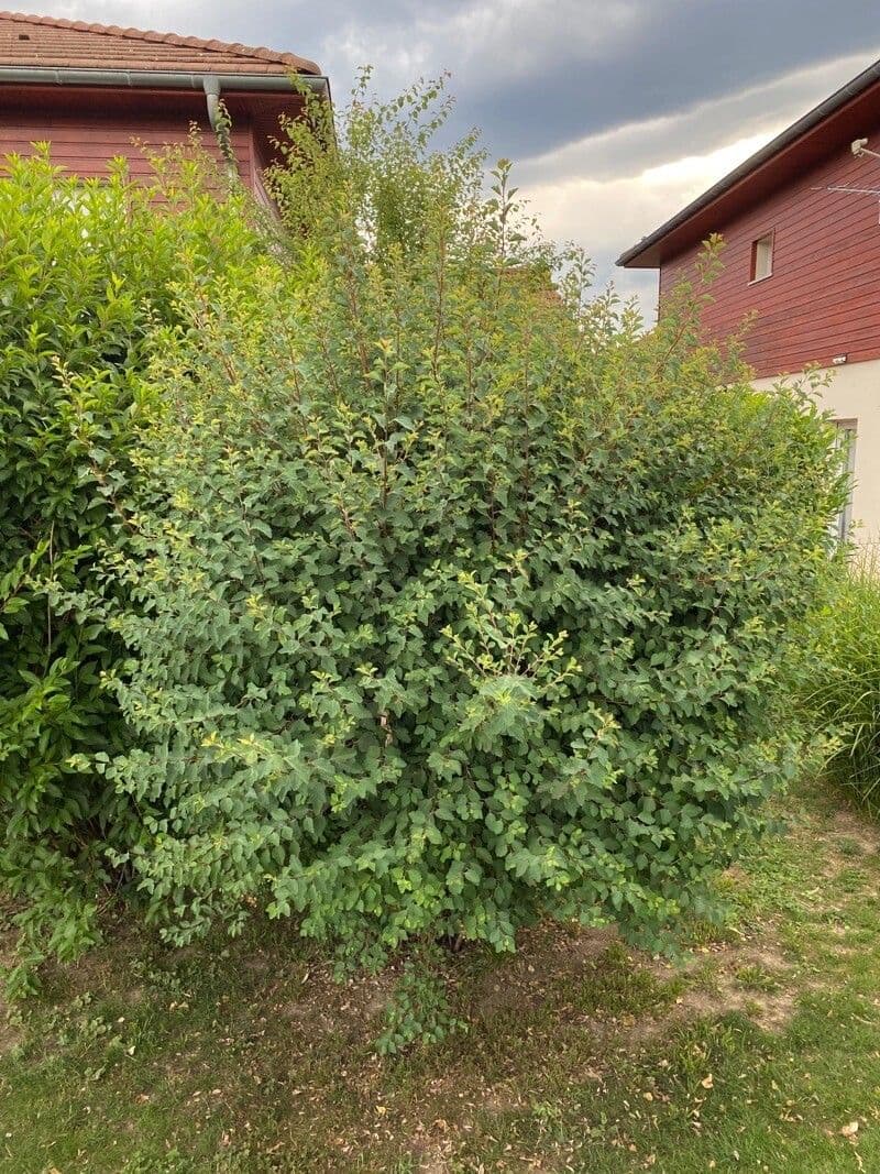 Spirea trilobata 13