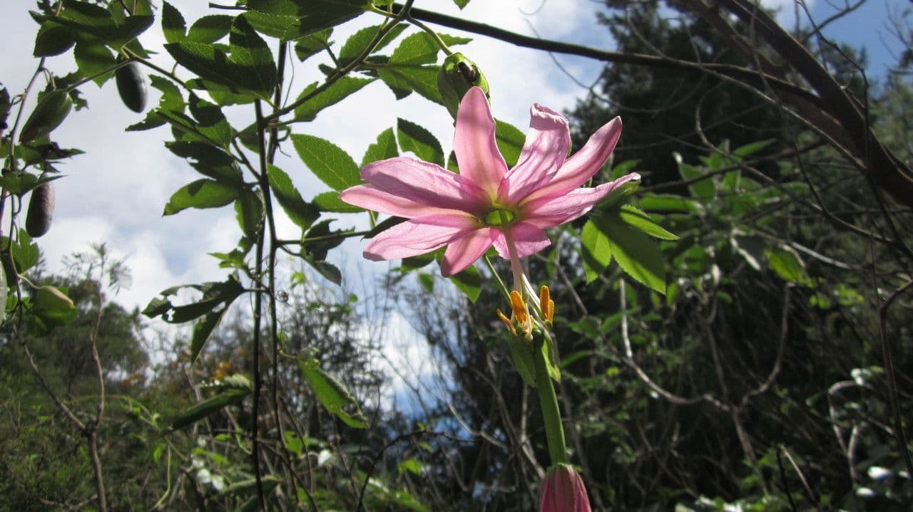 Passiflora tripartita 6