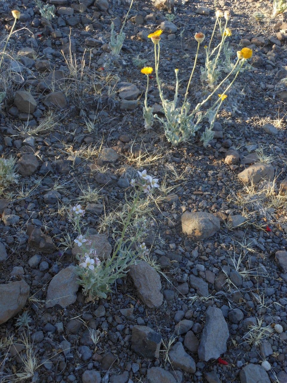 Nerisyrenia 5