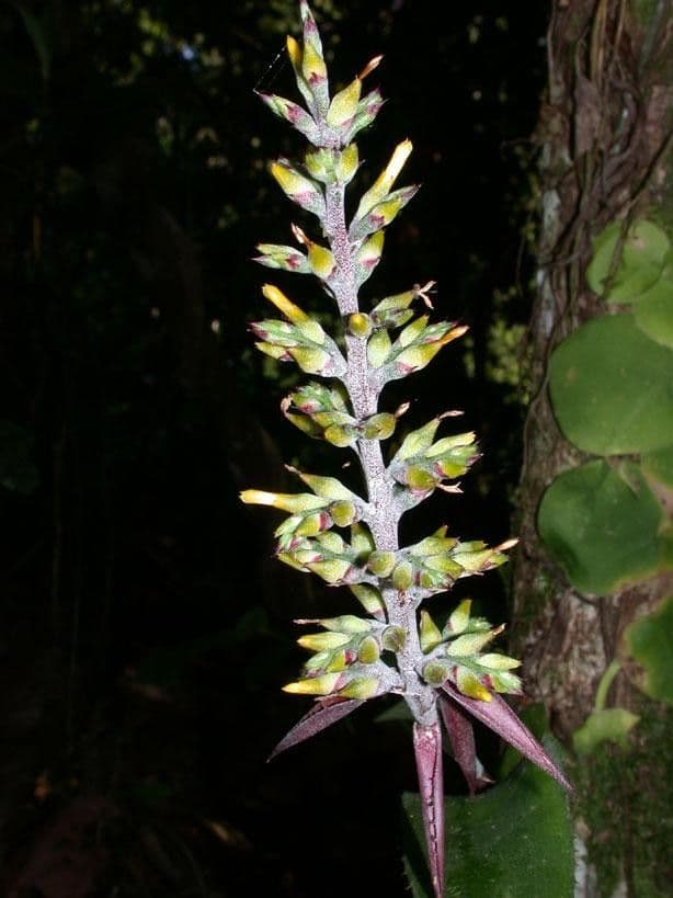 Aechmea 9