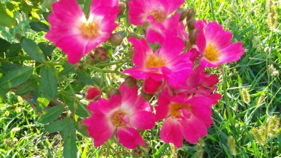 Wein-Rose 10