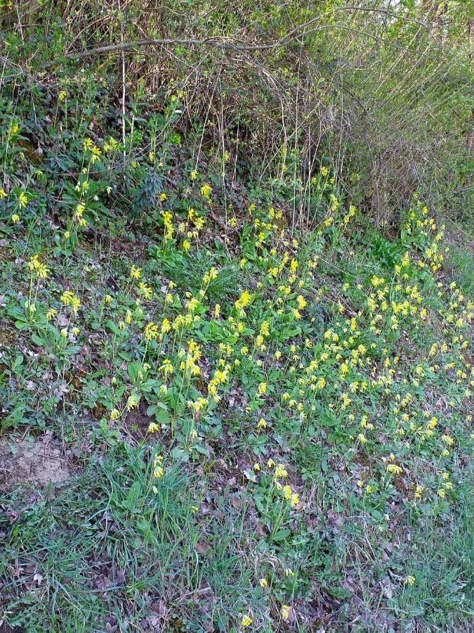 Primavera 15