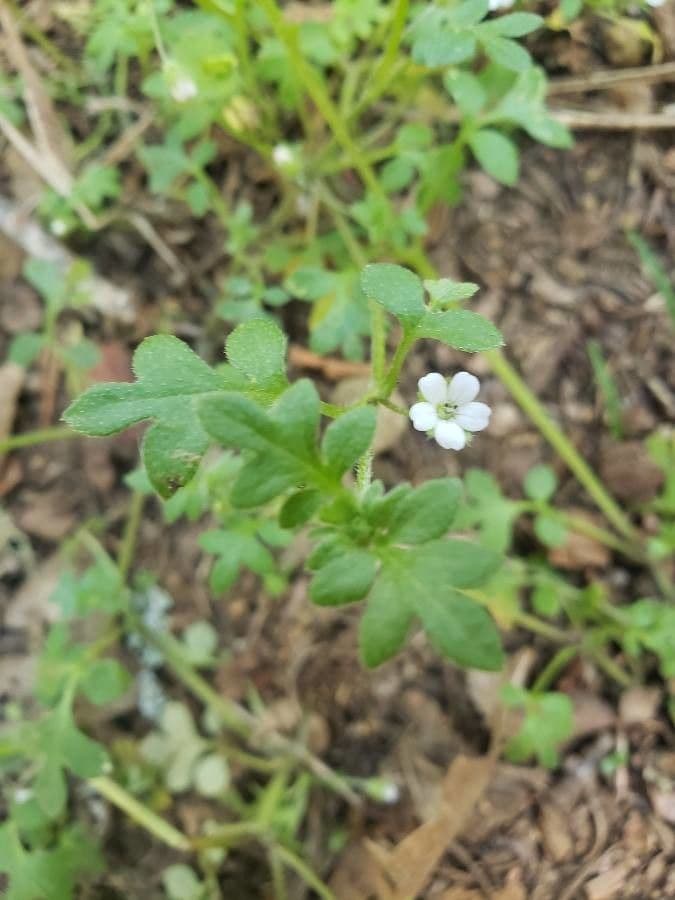 Nemophila 3