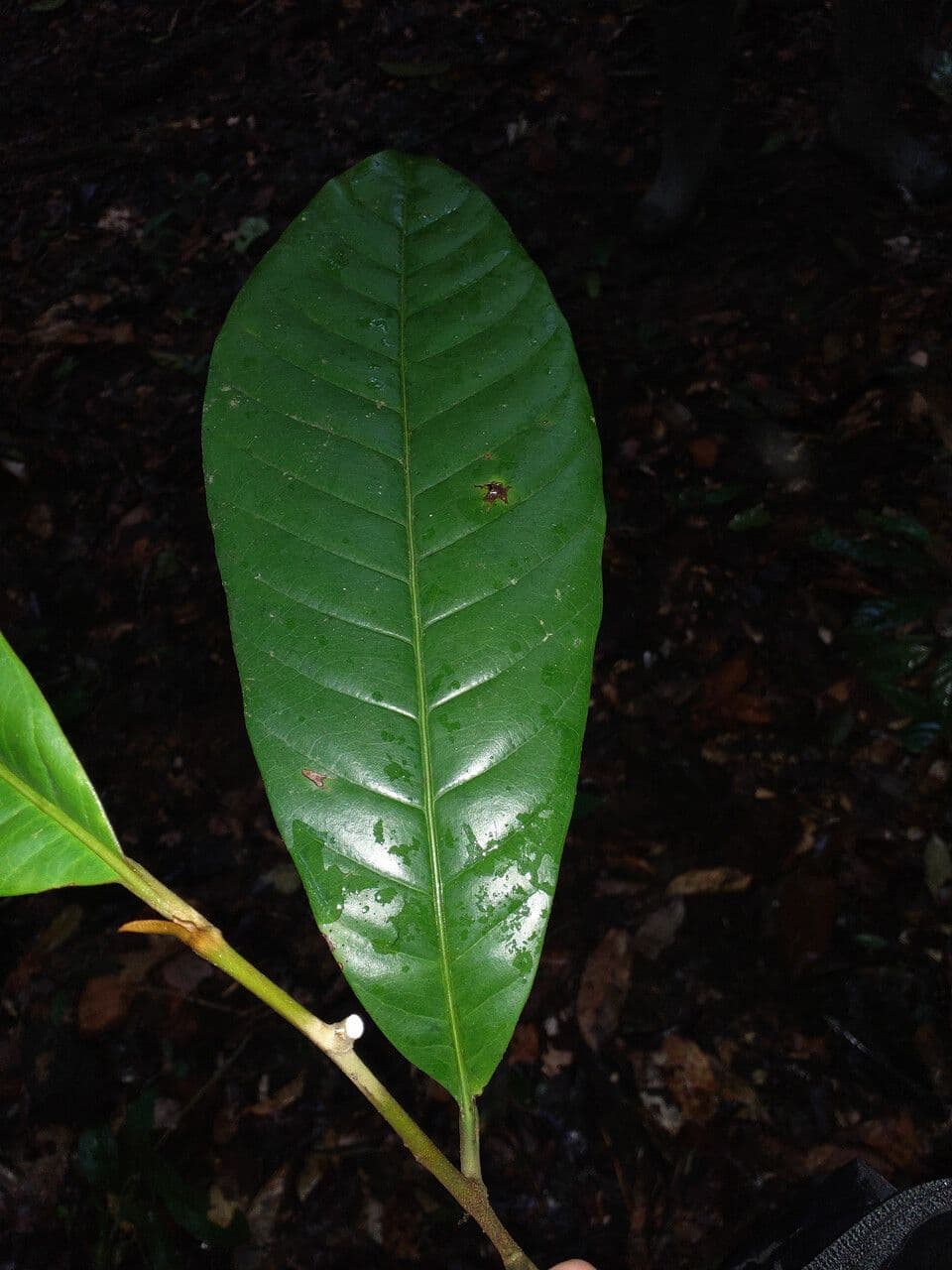 Pouteria