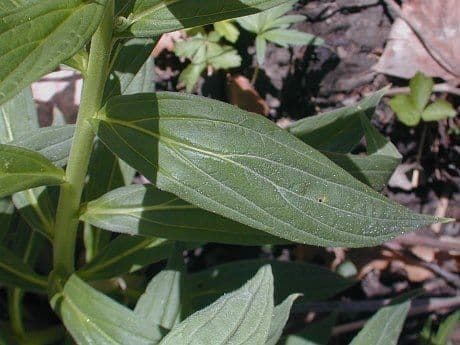 Lithospermum a foglie larghe 6
