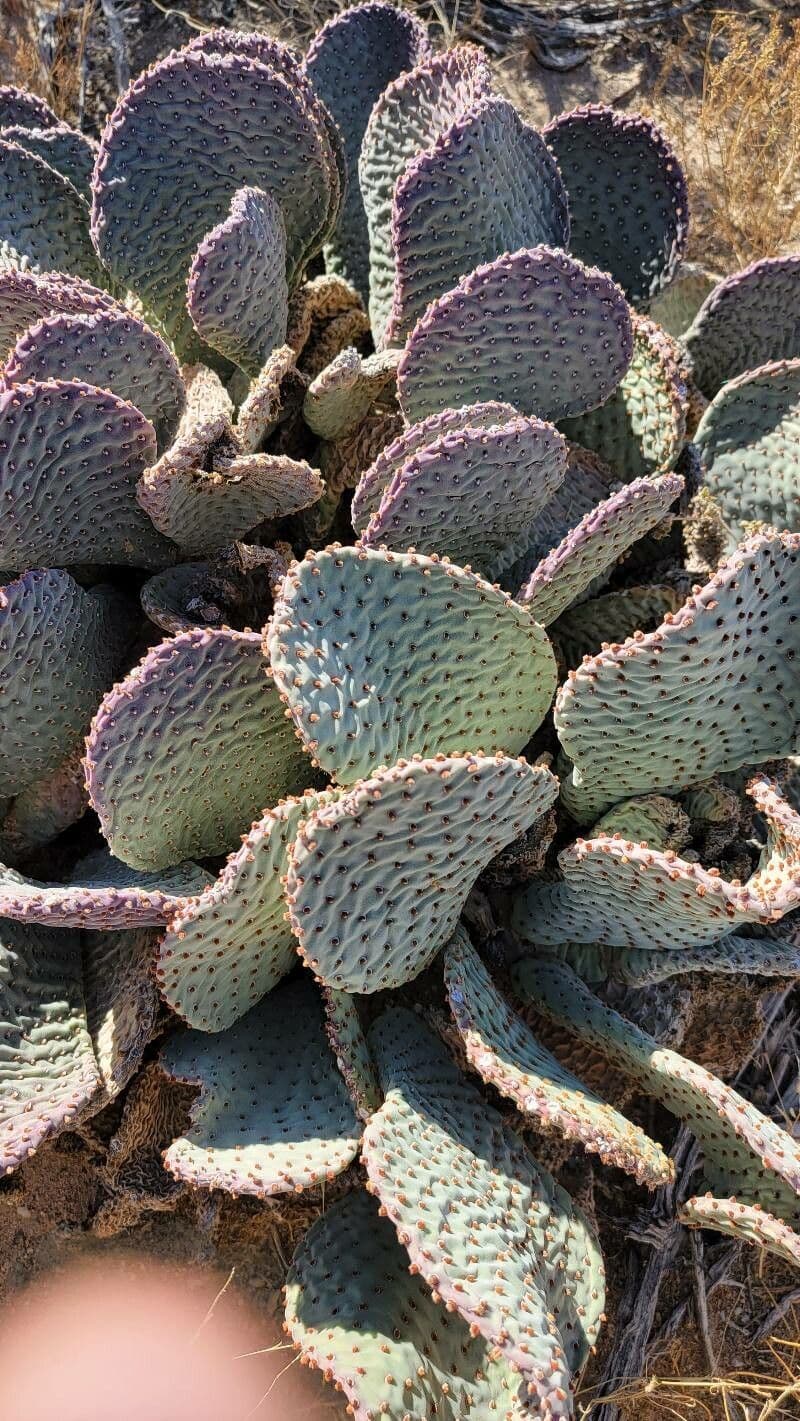 Opuntia basilaris 12