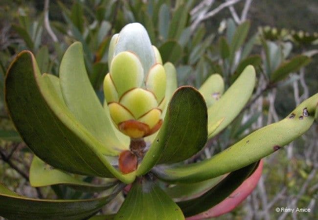Melaleuca 4