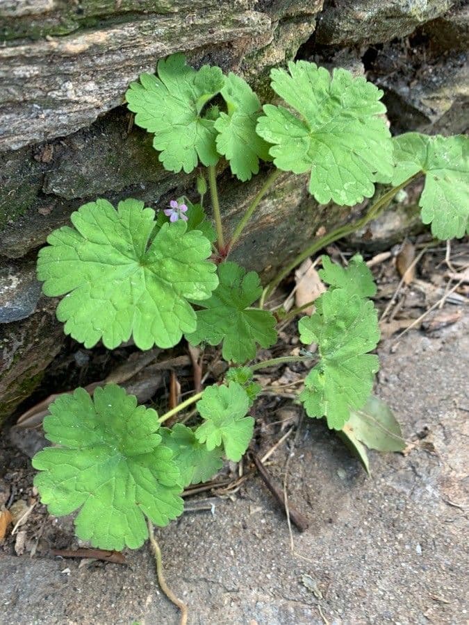 Geranium sibiricum 20