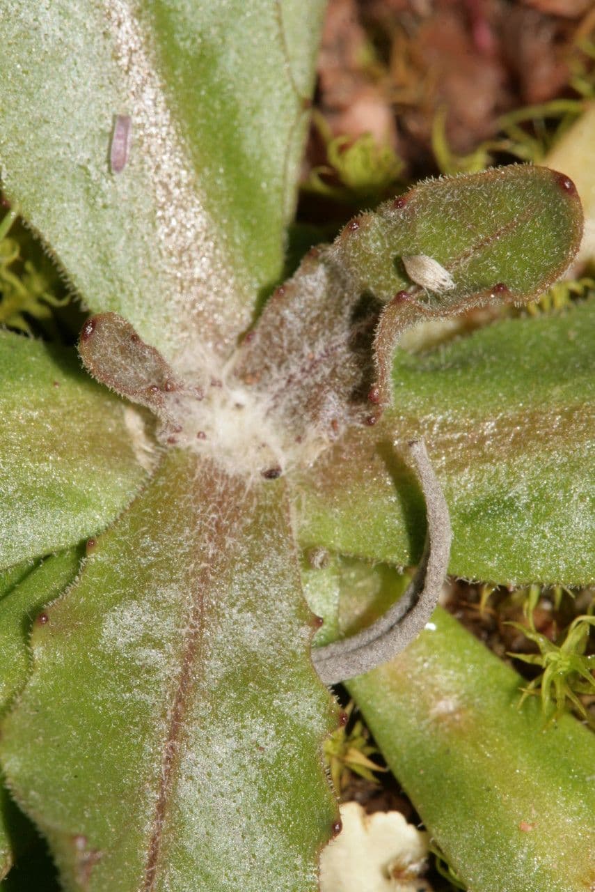 Tolpis 8