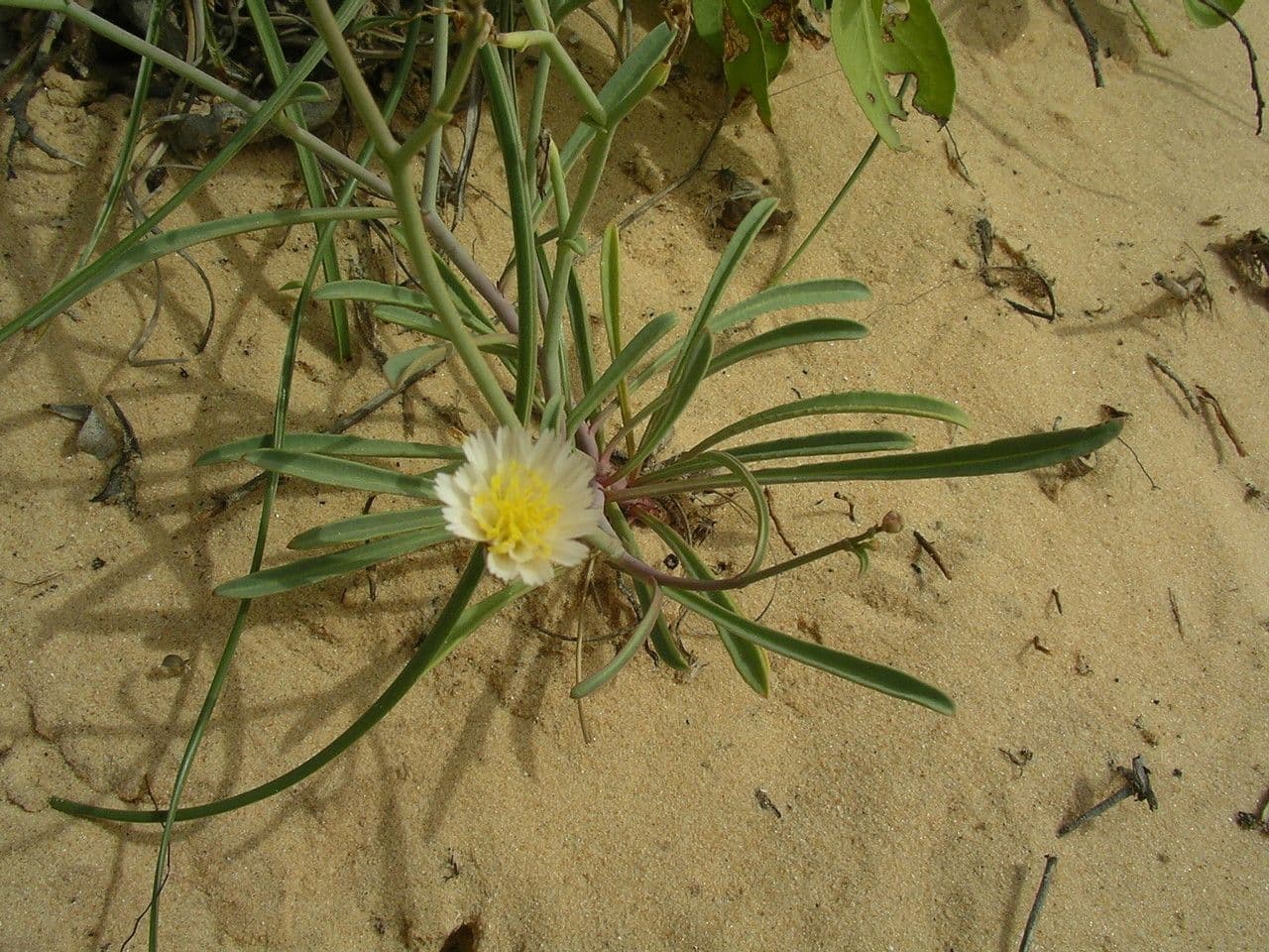 Launaea 4