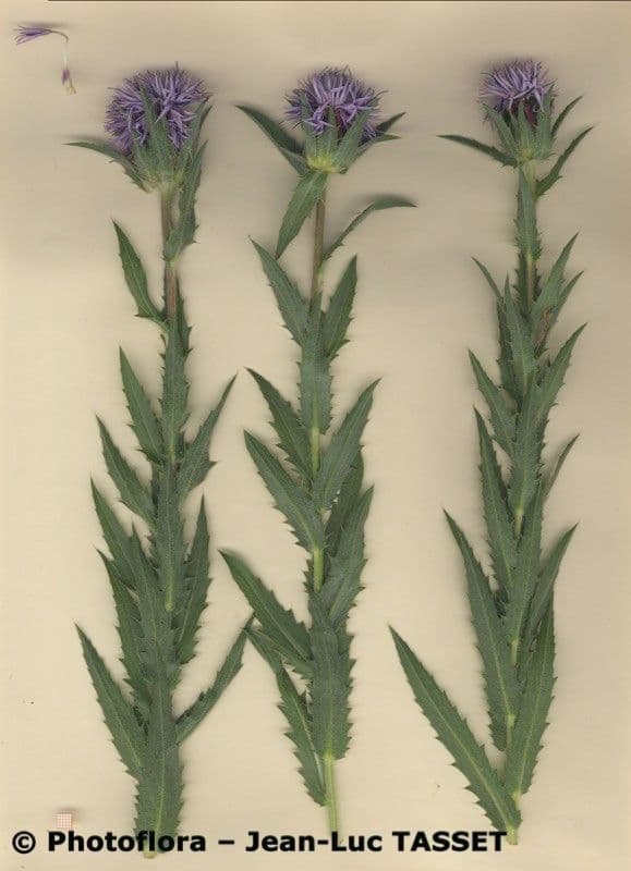 Blaue Distel 19