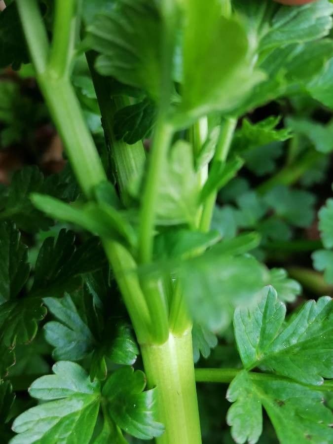 Finocchio acquatico 25