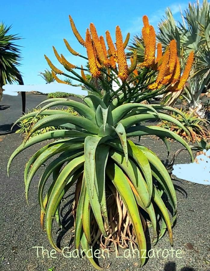 Aloe 3