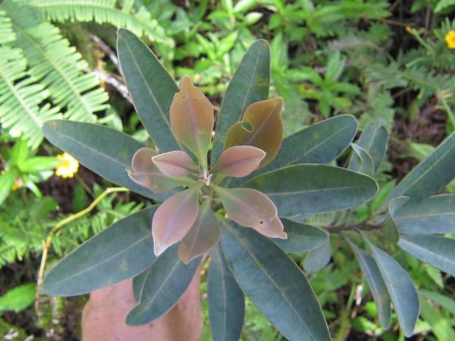 Tristaniopsis 16