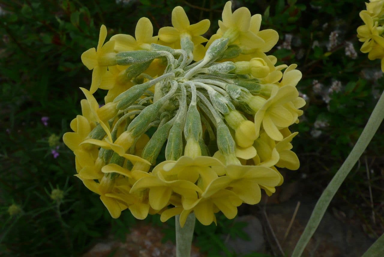 Primula 2