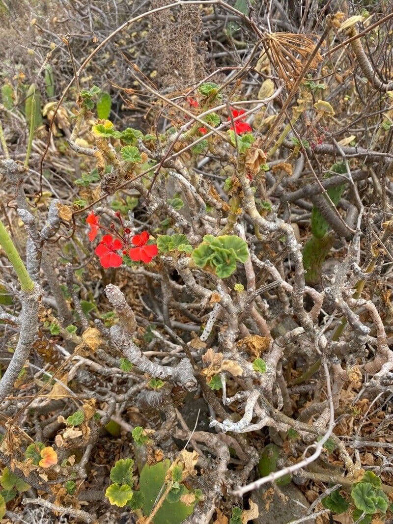 Geranium 8