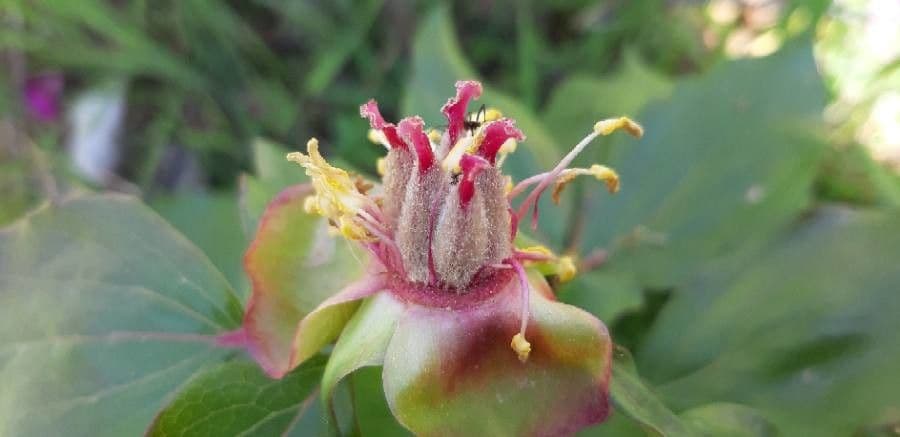 Peonia mascula