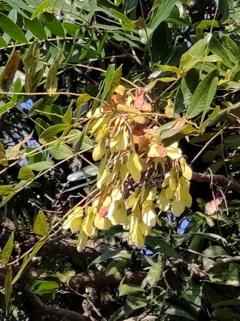 Pterogyne nitens