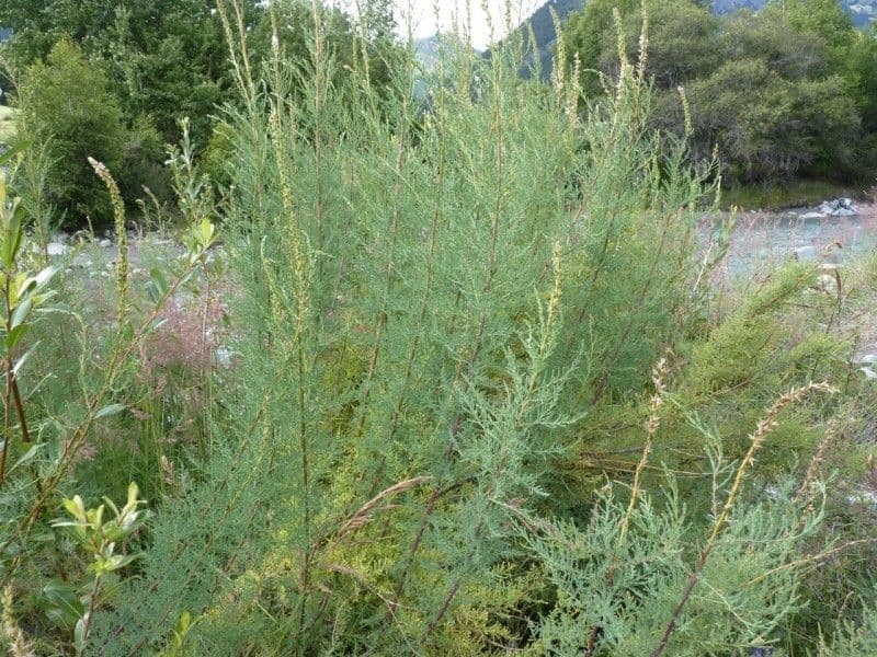 Miricaria germanica 20