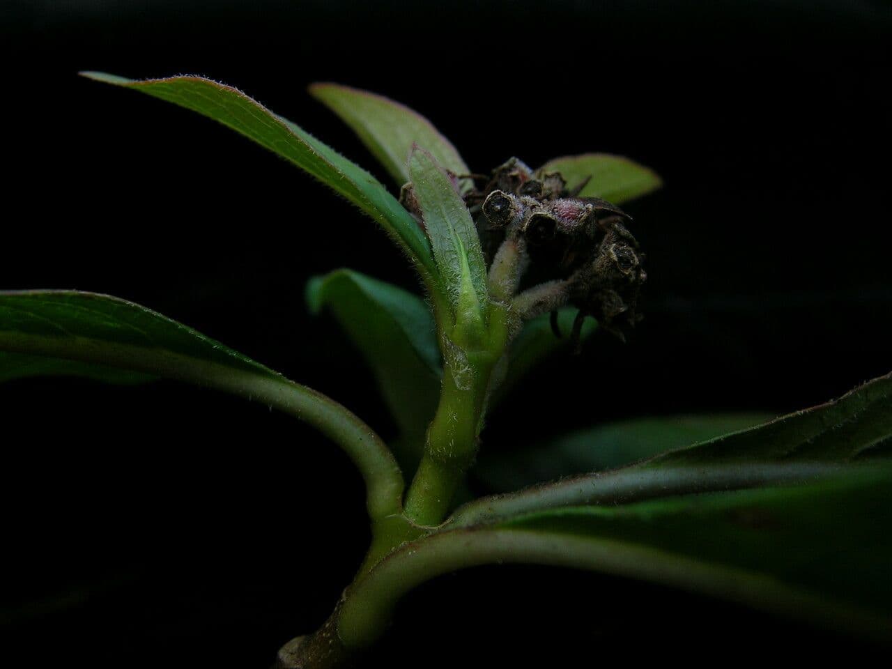 Luculia 7