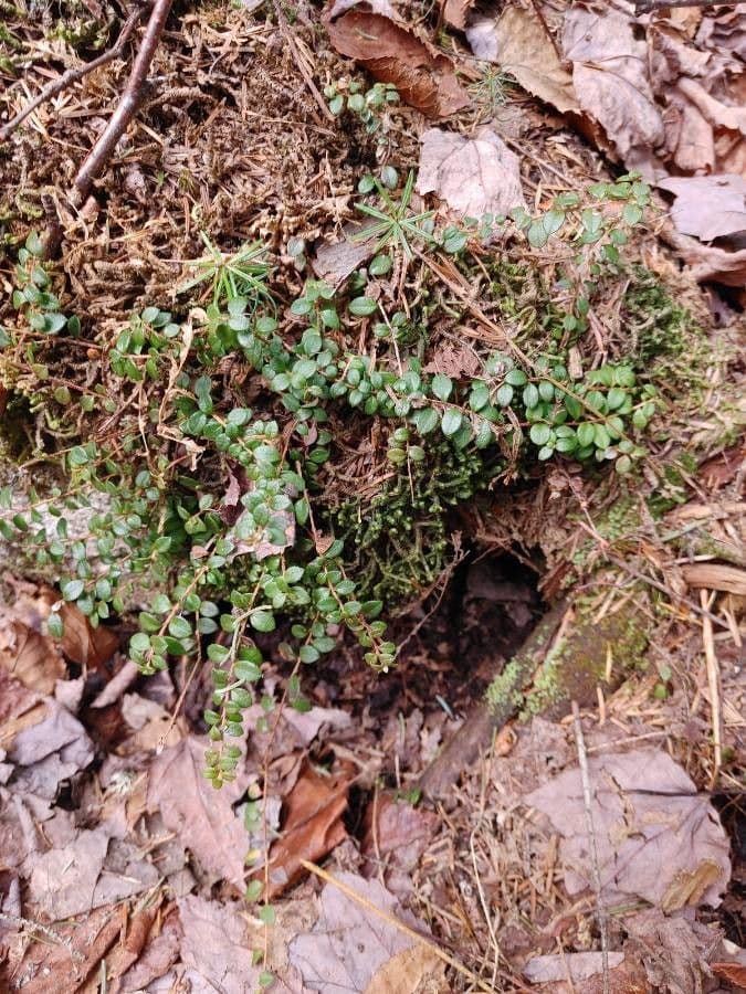 Gaultheria 11