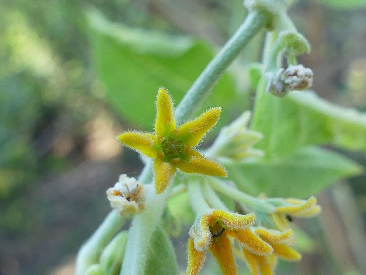 Leptadenia madagascariensis 2