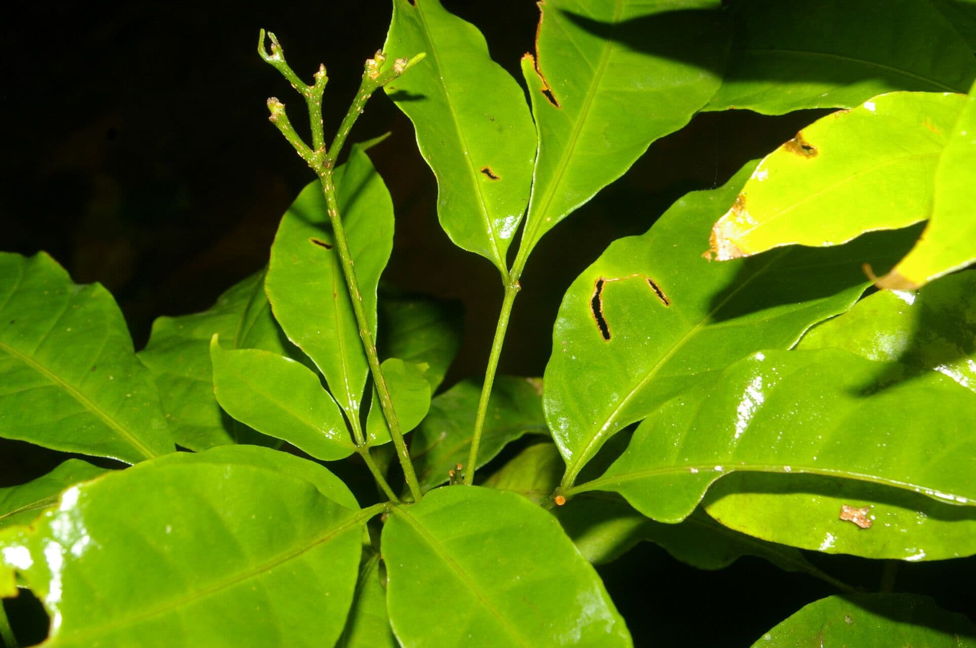 Galipea 9