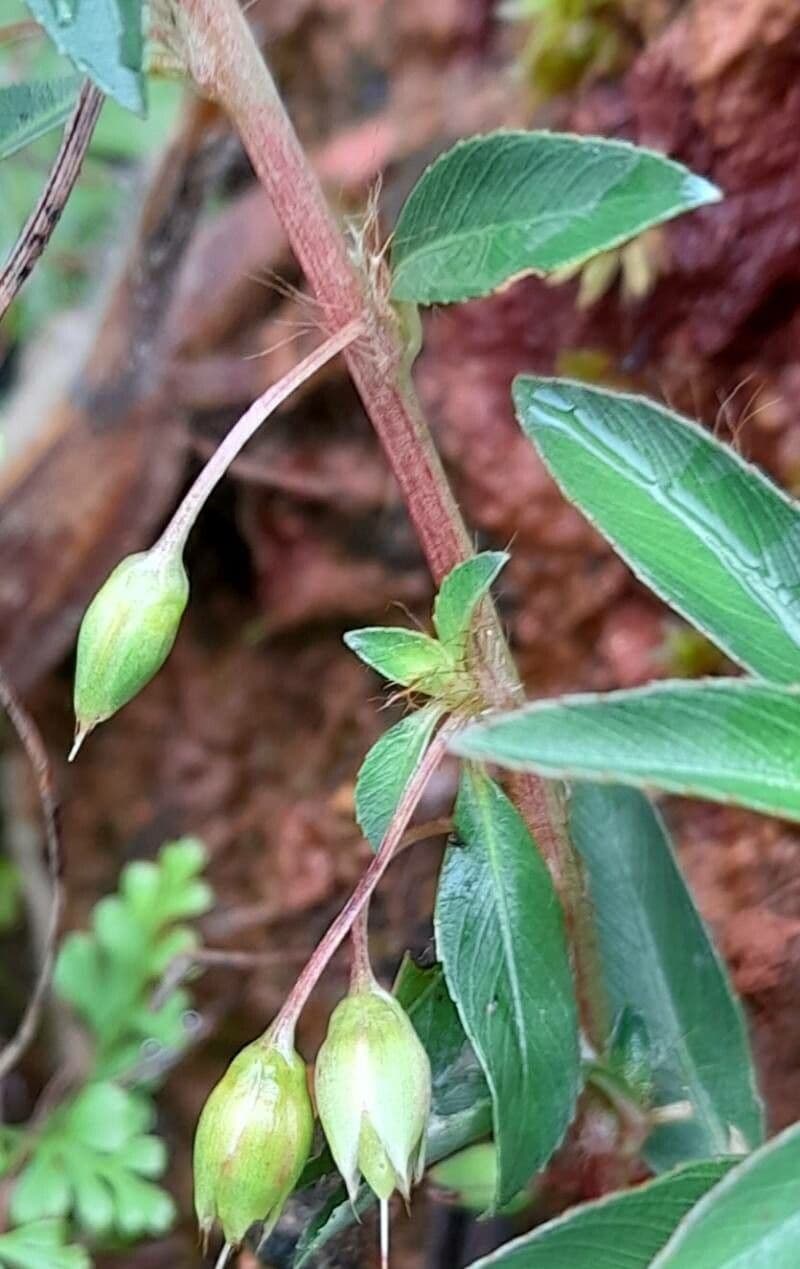 Sauvagesia 27