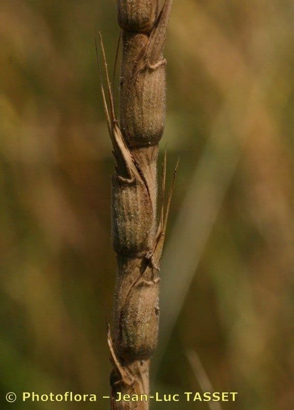 Aegilops