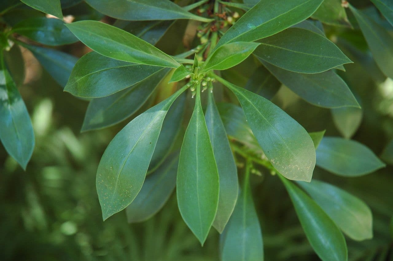 Myoporum 8