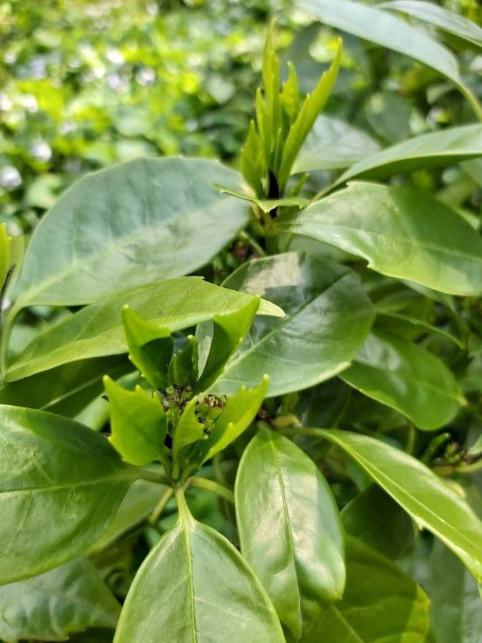 Aucuba giapponese 20