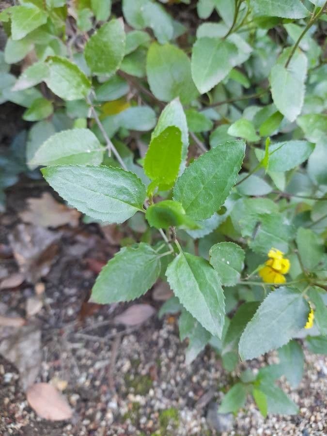 Goodenia ovata 7