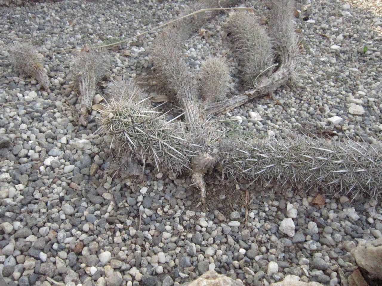 Chirinola 2